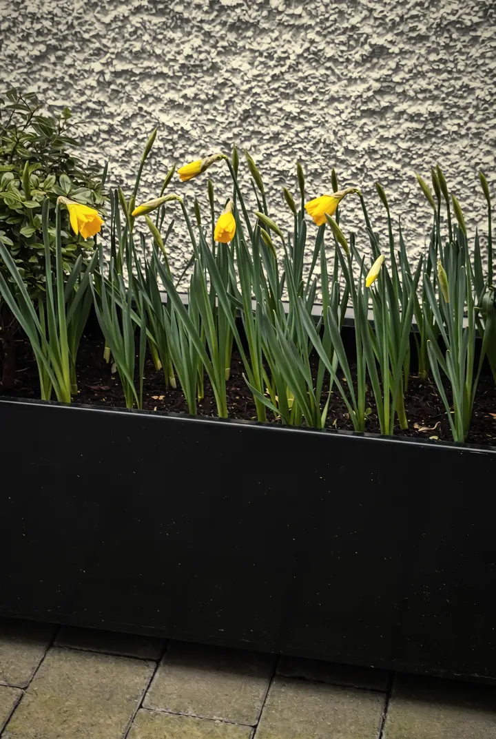 Black planter with daffodils